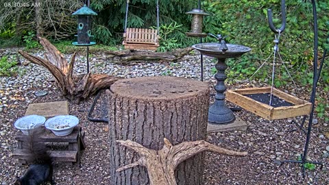 LIVE 24/7 Indiana Birds, Squirrels and Wildlife Feeder Cam