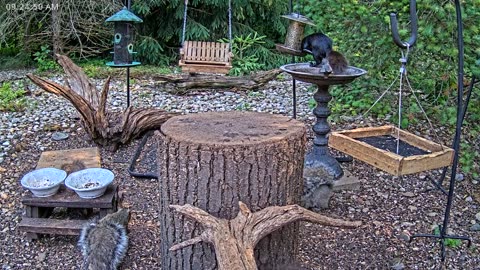 LIVE 24/7 Indiana Birds, Squirrels and Wildlife Feeder Cam