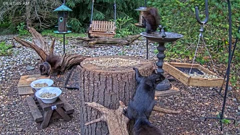 LIVE 24/7 Indiana Birds, Squirrels and Wildlife Feeder Cam