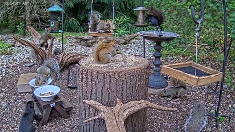 LIVE 24/7 Indiana Birds, Squirrels and Wildlife Feeder Cam