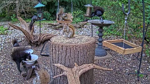 LIVE 24/7 Indiana Birds, Squirrels and Wildlife Feeder Cam