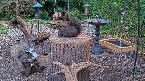 LIVE 24/7 Indiana Birds, Squirrels and Wildlife Feeder Cam