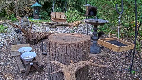 LIVE 24/7 Indiana Birds, Squirrels and Wildlife Feeder Cam