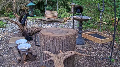 LIVE 24/7 Indiana Birds, Squirrels and Wildlife Feeder Cam