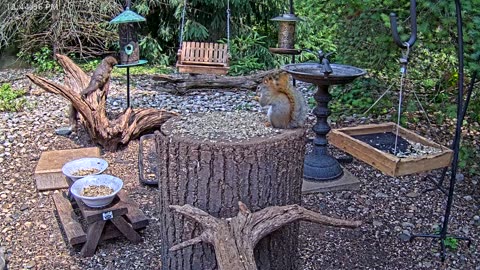 LIVE 24/7 Indiana Birds, Squirrels and Wildlife Feeder Cam