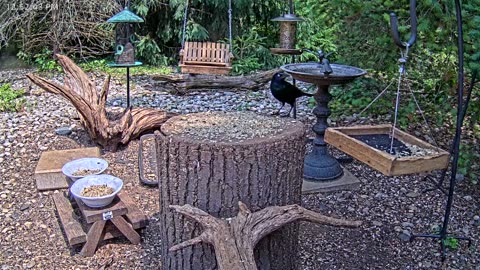 LIVE 24/7 Indiana Birds, Squirrels and Wildlife Feeder Cam