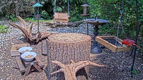 LIVE 24/7 Indiana Birds, Squirrels and Wildlife Feeder Cam