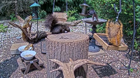 LIVE 24/7 Indiana Birds, Squirrels and Wildlife Feeder Cam