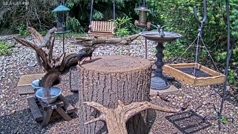 LIVE 24/7 Indiana Birds, Squirrels and Wildlife Feeder Cam