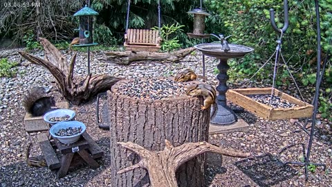 LIVE 24/7 Indiana Birds, Squirrels and Wildlife Feeder Cam