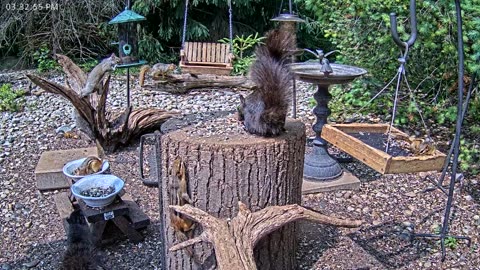 LIVE 24/7 Indiana Birds, Squirrels and Wildlife Feeder Cam