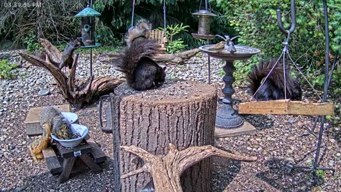 LIVE 24/7 Indiana Birds, Squirrels and Wildlife Feeder Cam