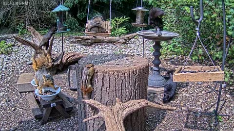 LIVE 24/7 Indiana Birds, Squirrels and Wildlife Feeder Cam