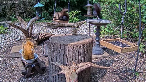 LIVE 24/7 Indiana Birds, Squirrels and Wildlife Feeder Cam