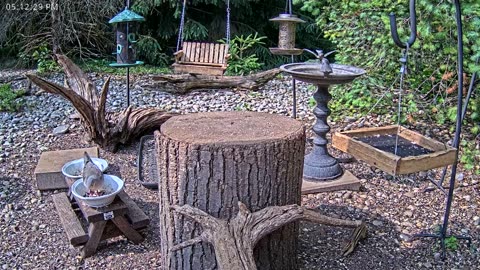 LIVE 24/7 Indiana Birds, Squirrels and Wildlife Feeder Cam