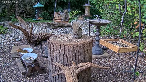 LIVE 24/7 Indiana Birds, Squirrels and Wildlife Feeder Cam