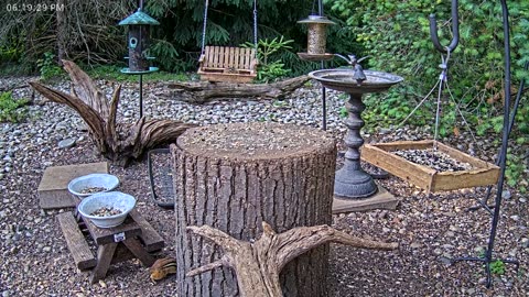 LIVE 24/7 Indiana Birds, Squirrels and Wildlife Feeder Cam