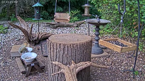 LIVE 24/7 Indiana Birds, Squirrels and Wildlife Feeder Cam