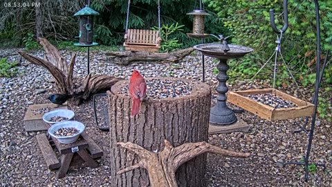 LIVE 24/7 Indiana Birds, Squirrels and Wildlife Feeder Cam