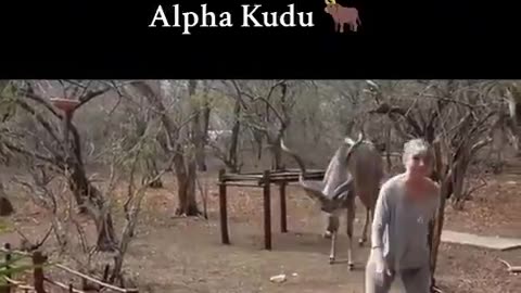 Not A Disney Movie