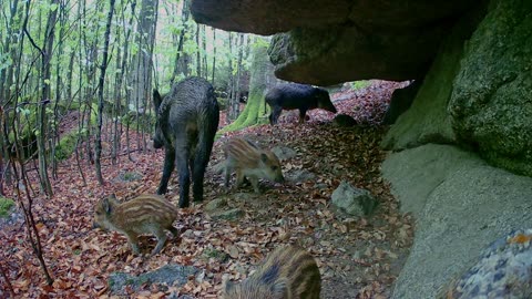 Itchy Wild Boar Piglets Rub Against Rocks