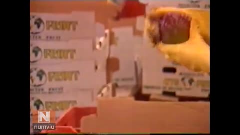 1993 - PRODUTOS BRASILEIROS RUINS ?