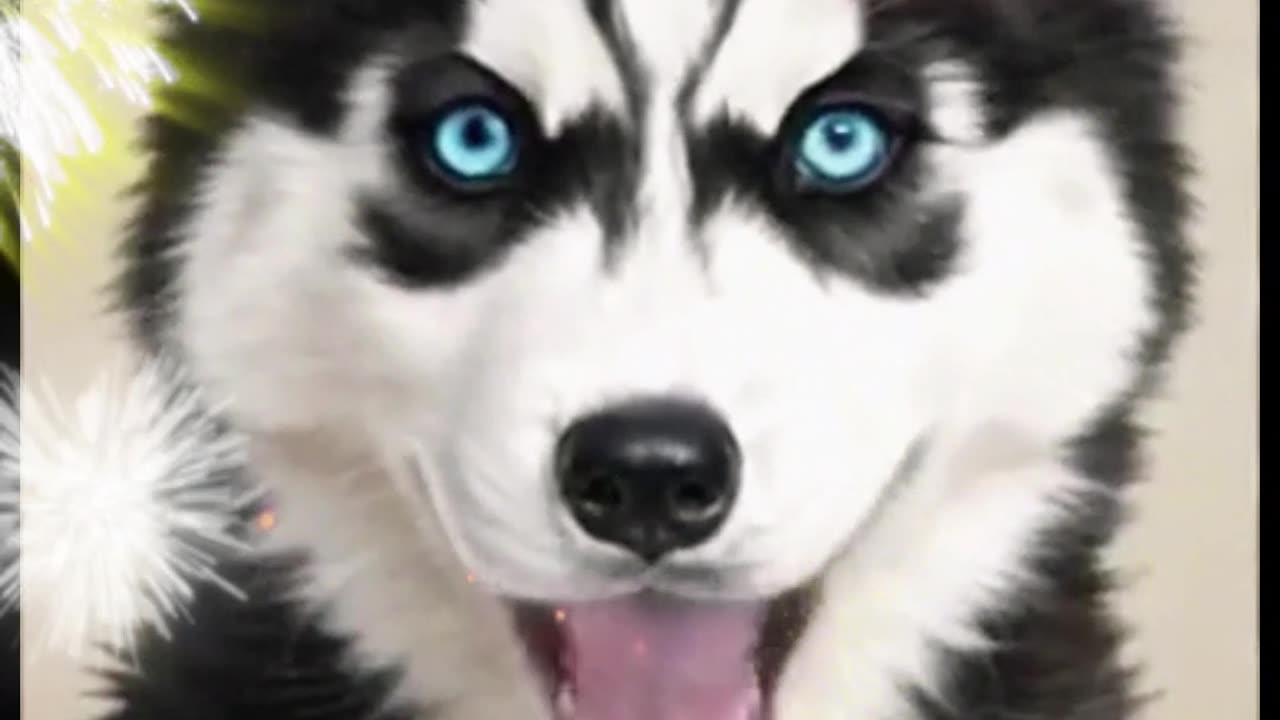 Funny puppy mix