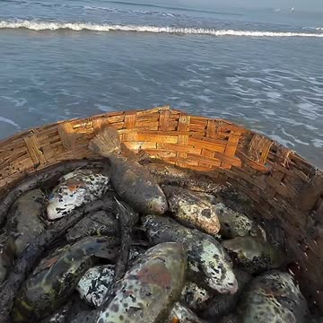 Helping animals in beach