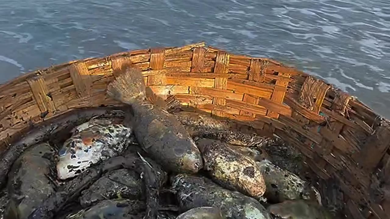 Helping animals in beach
