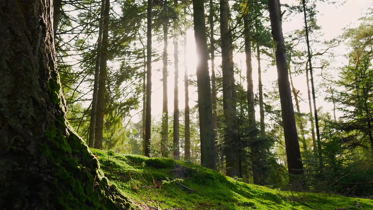 Trees, forest, autumn