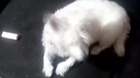 dog