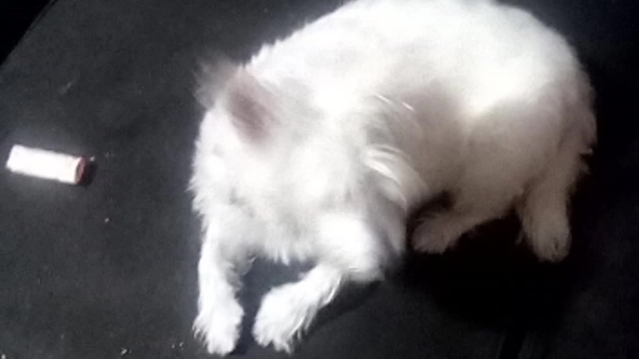 dog