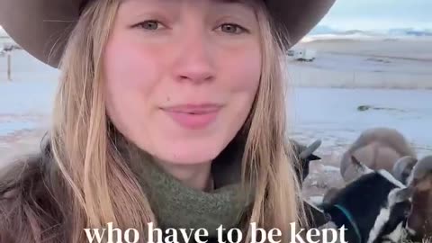 Sheep have some incredible advantages over other livestock