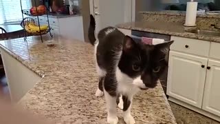 🐱🏠 Kittens Love Kitchen Tables? Adorable Kitten Chaos | FunFM