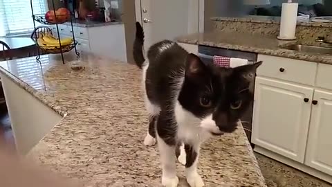 🐱🏠 Kittens Love Kitchen Tables? Adorable Kitten Chaos | FunFM