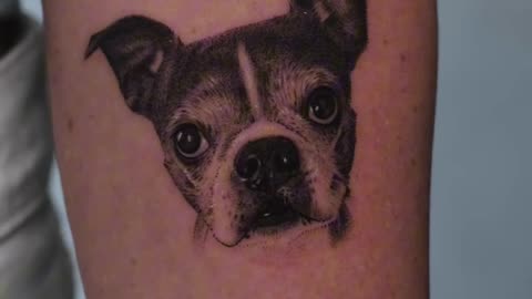 Beautiful dog portrait - Jose Contreras TX