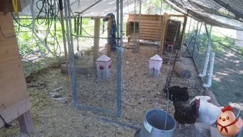 Chicken Live Stream