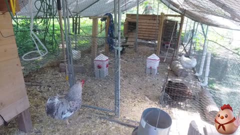 Chicken Live Stream