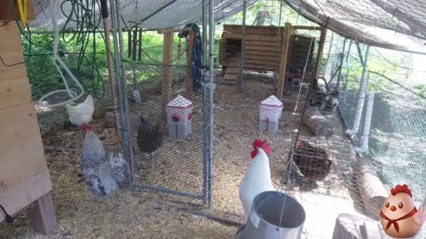 Chicken Live Stream
