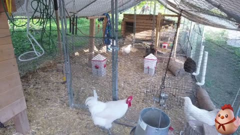 Chicken Live Stream