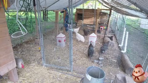 Chicken Live Stream