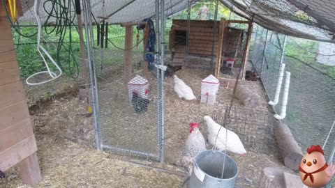 Chicken Live Stream
