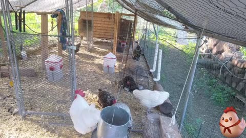 Chicken Live Stream