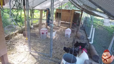 Chicken Live Stream