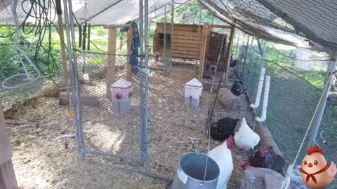 Chicken Live Stream