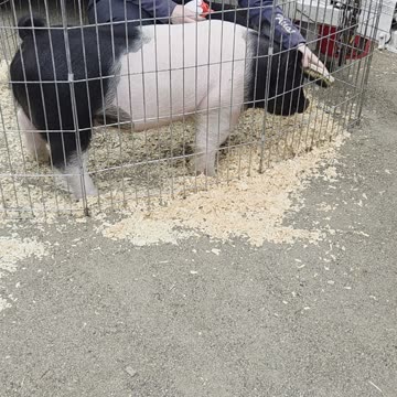 Southern Oregon Livestock 2025