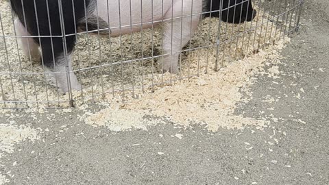 Southern Oregon Livestock 2025