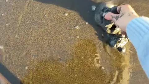 Catching fish using sand flea