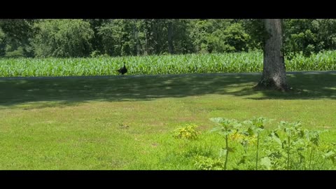 What A Wild Turkey Does In The Heat