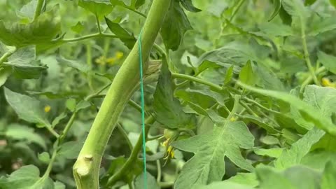 Wrong stringing and pruning in tomatoes #tomatoes